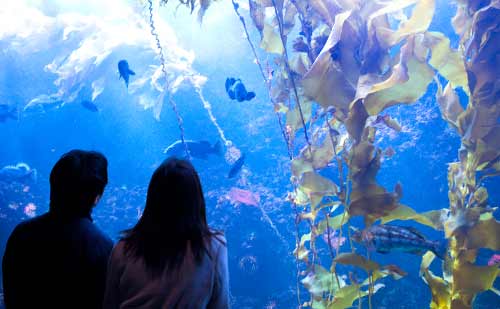 水族館でデートをするカップル