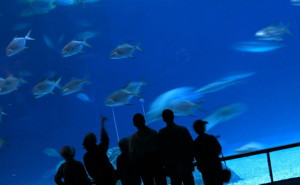 水族館デートの服装の選び方5つのポイント