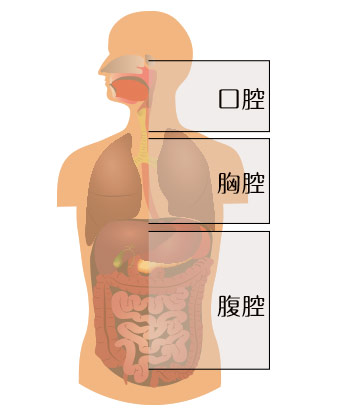 人体の口腔・胸腔・腹腔の図解イラスト