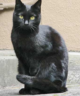 お座りする艶やかな黒猫