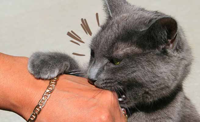 拳を甘噛みする猫