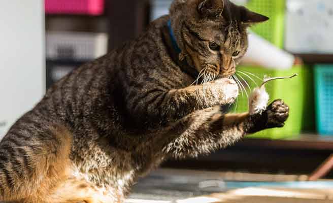 ネズミに飛びかかる猫