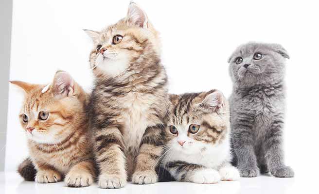 子猫が集まって同じ方向を見ている