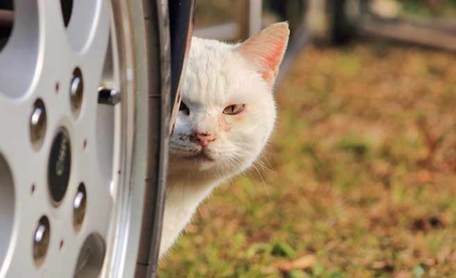 物陰から覗く野良猫