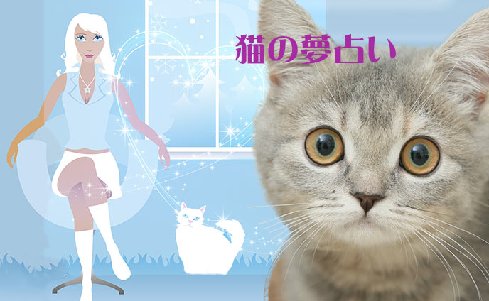 夢占い猫の夢を見た意味や暗示は吉夢か凶夢か今すぐ診断☆