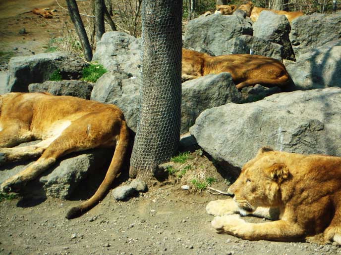 ライオンのお昼寝をこんなに近くで見ることができます♪ 雨の日はどう過ごしているかな？