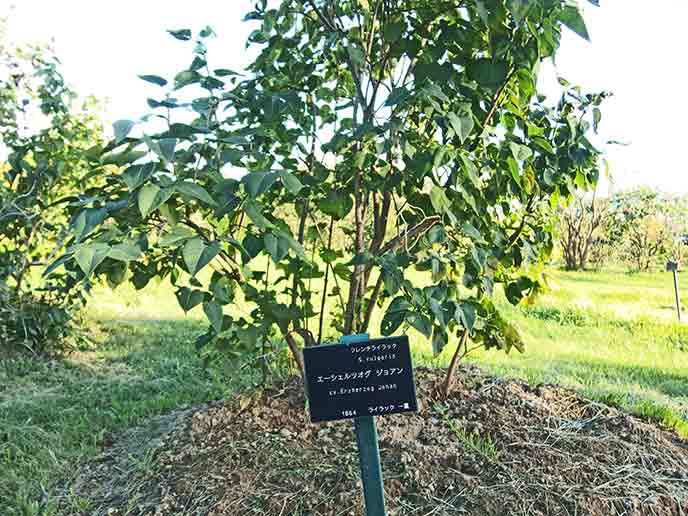 園内にいくつも植えられているライラックの木。200種類もあるそうです！