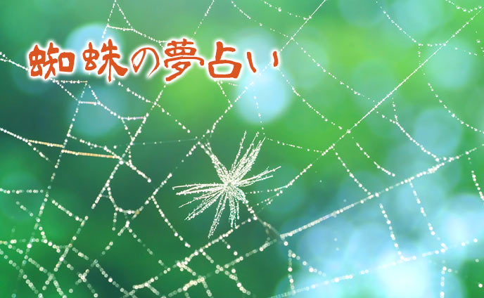 夢占い・蜘蛛が出てくる夢が意味する恋愛&人間模様の暗示