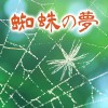 夢占い・蜘蛛が出てくる夢が意味する恋愛&人間模様の暗示