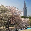 新宿の公園おすすめ・散歩デートにぴったりの人気スポット