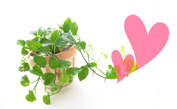 風水で恋愛運アップする観葉植物活用法3つ