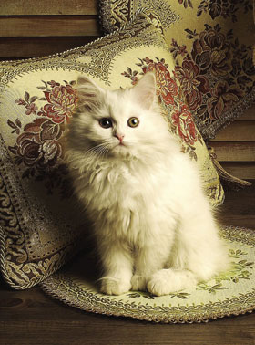 リッチで癒し系な猫